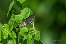 DSC_4732-topaz-denoise.jpg
