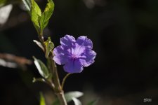 D81_6077_Flower.jpg