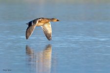 MallardFlight-703.jpg