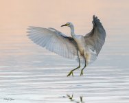SnowySoftLight-705.jpg