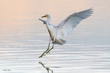 SnowySoftLight-706.jpg