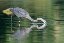 GBHSequence-710.jpg