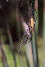 340_0016_NEO_CSh_cr.jpg