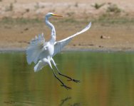 GreatEgretLanding-704.jpg