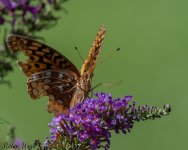 D50_9388.jpg