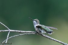 D50_9446-Edit.jpg