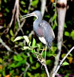 DSC_1172_001.JPG