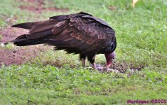 DSC_1327_001.JPG