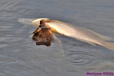 DSC_1468_001.JPG