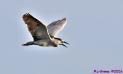 DSC_1472_001.JPG