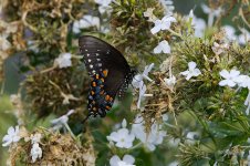 BlackSwallowtail1654 sm.jpg