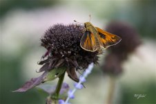 Skipper1659 sm.jpg