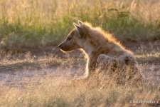 hyena_day2am_0492_bp.JPG