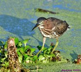 DSC_1539_001.JPG