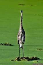DSC_1634_001.JPG