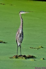 DSC_1639_001.JPG