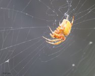 OrangeSpider-738.jpg