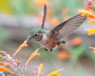 HummerFlower-739.jpg