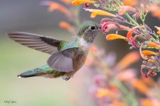 HummerFlower-742.jpg