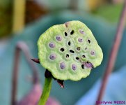 DSC_1676_001.JPG