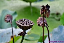 DSC_1695_001.JPG