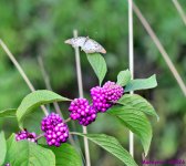 DSC_1699_001.JPG