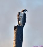 DSC_1743_001.JPG
