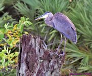DSC_1779_001.JPG