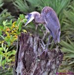 DSC_1786_001.JPG