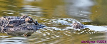 DSC_1817_stitch4_001.JPG
