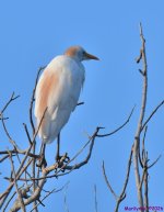 DSC_1821_001.JPG