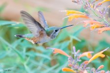 HummerFlowers-745.jpg