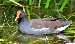 DSC_2014_001.JPG
