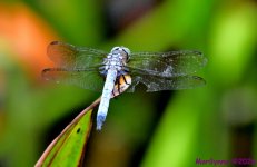 DSC_2035_001.JPG