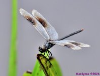 DSC_2045_001.JPG