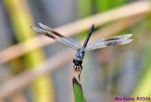DSC_2054_001.JPG