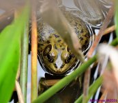 DSC_2062_001.JPG