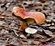 DSC_2068_001.JPG