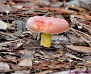 DSC_2070_001.JPG