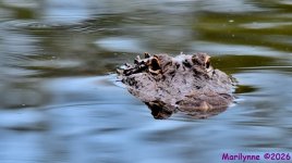 DSC_2084_001.JPG