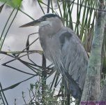 DSC_2090_001.JPG