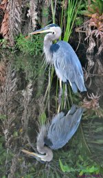 DSC_2115_001.JPG