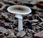 DSC_2116_001.JPG