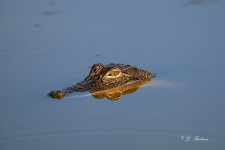 DSC_8398.jpg