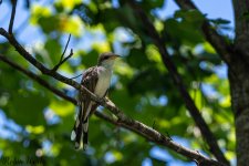 D50_6889.jpg