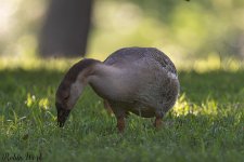 D50_9544-Edit.jpg