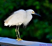 DSC_2155_001.JPG