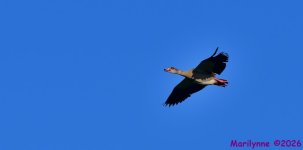 DSC_2161_001.JPG
