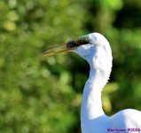 DSC_2186_001.JPG