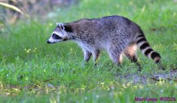 DSC_2196_001.JPG